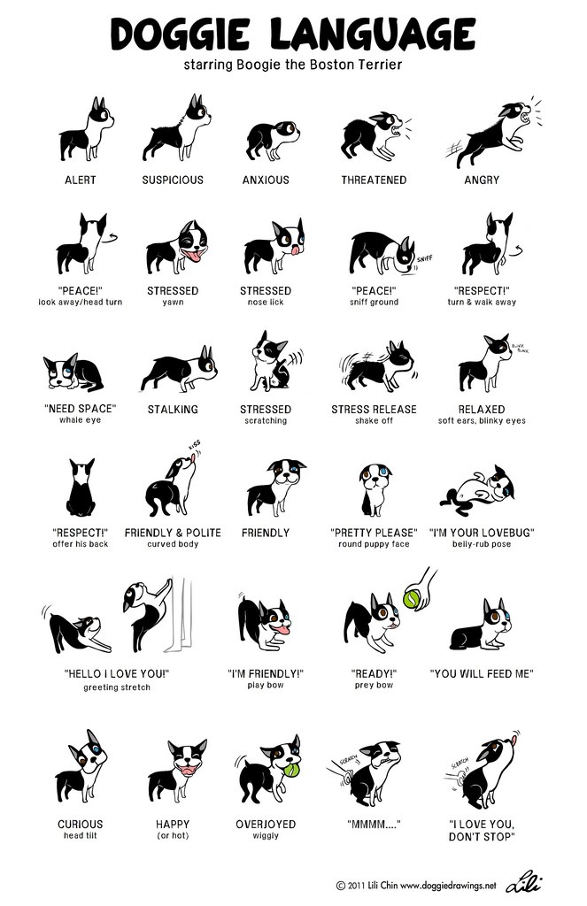 Doggie Language - From A Dog's View